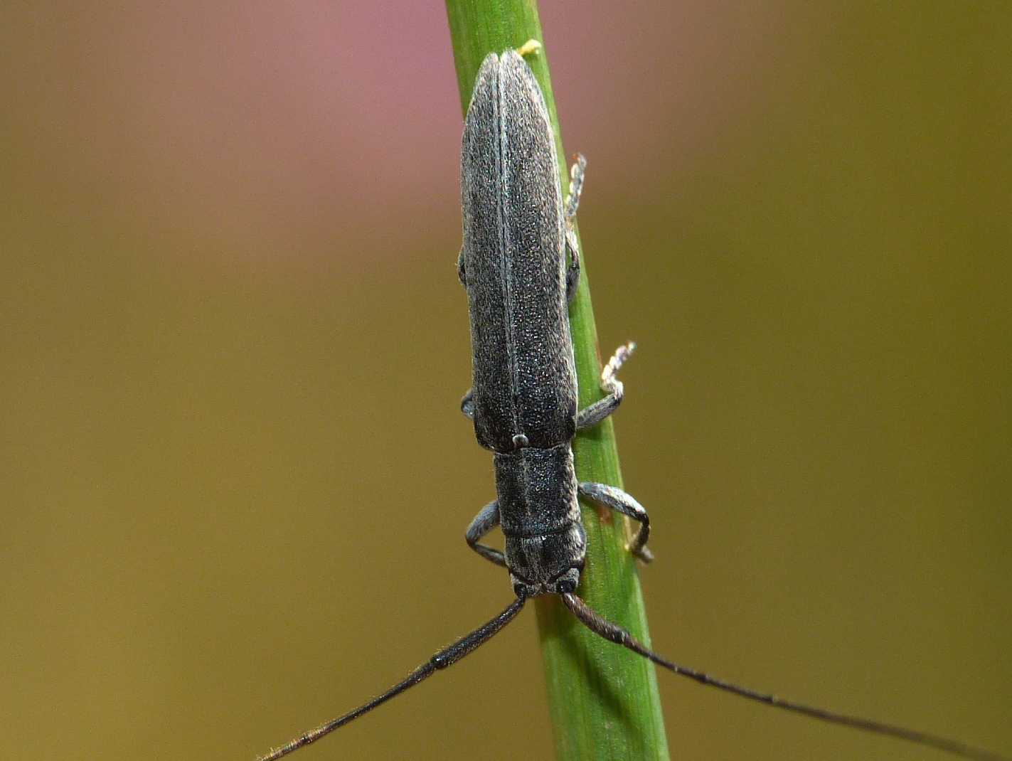 Calamobius filum (Cerambycidae)